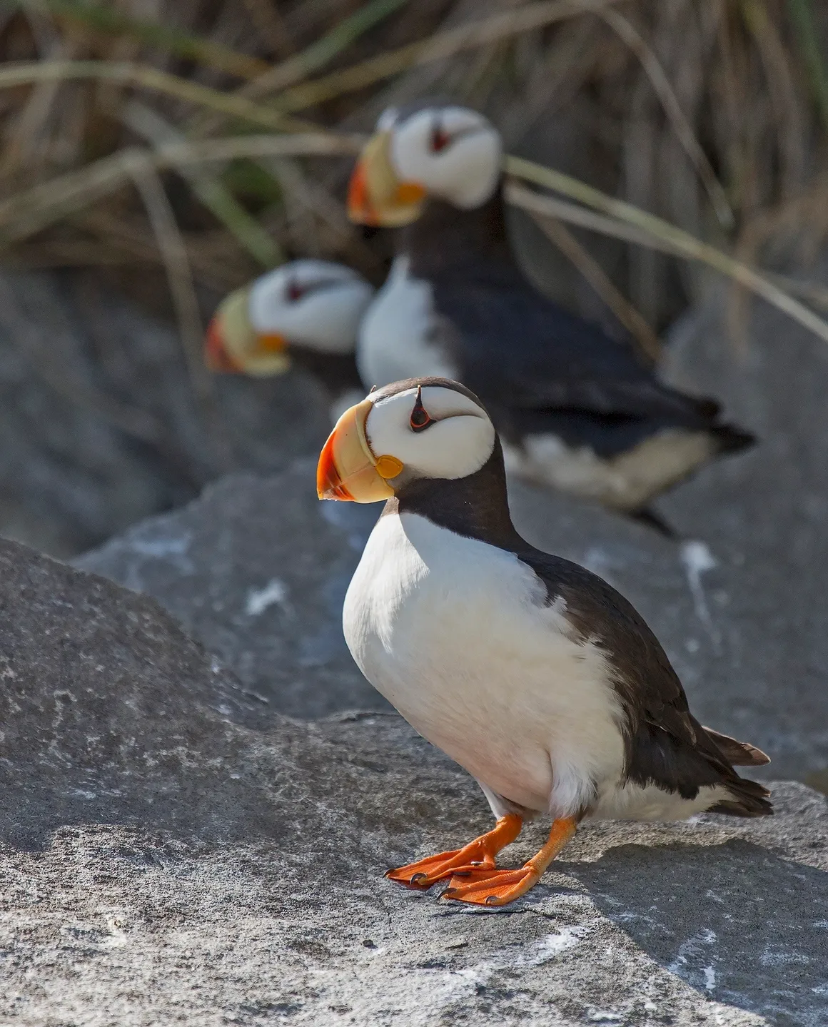 Puffins standing on rocks in natural habitat.