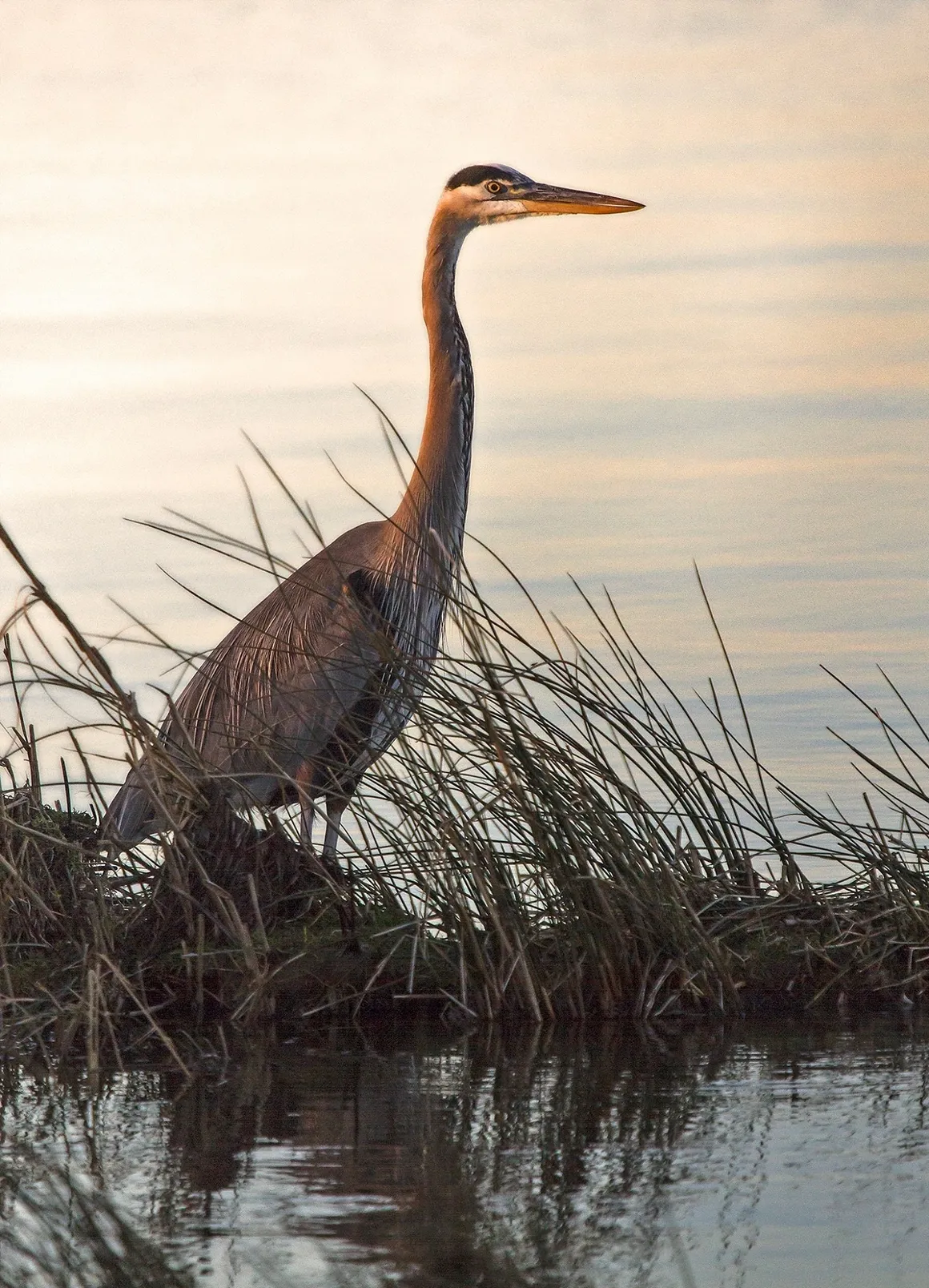 Heron standing by water at sunset.