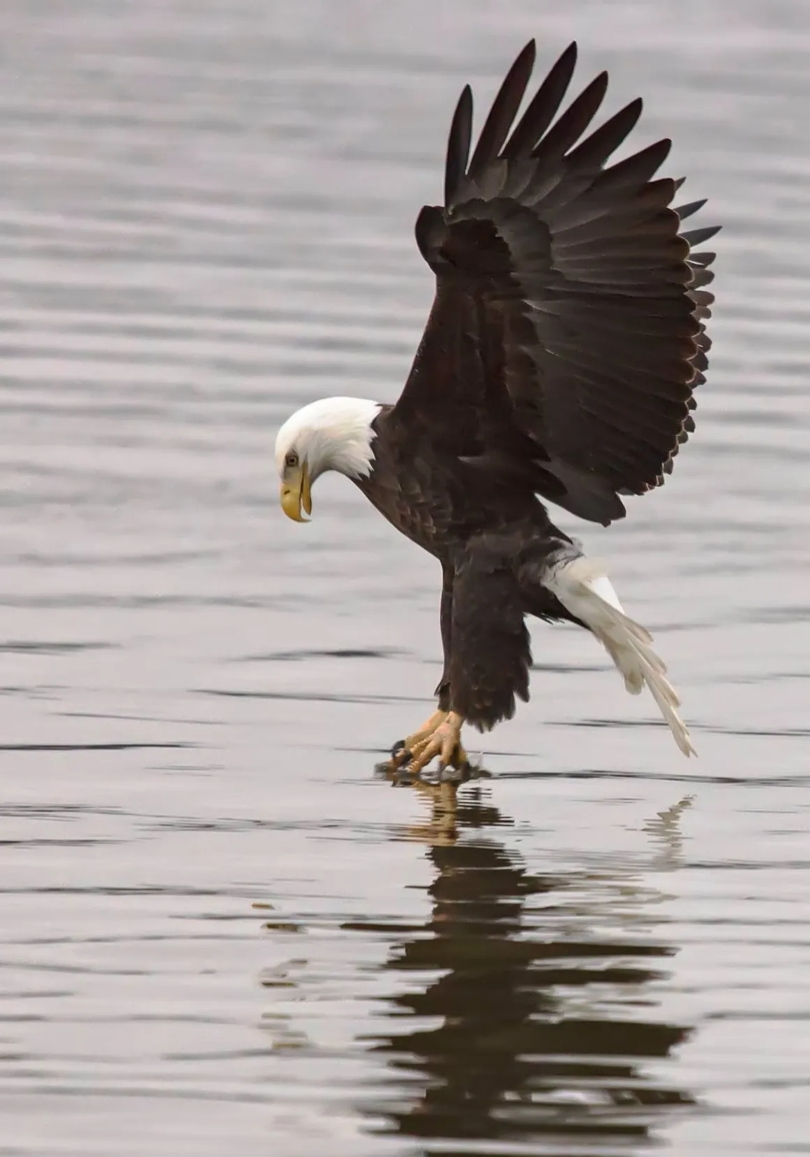 Bald eagle catching fish from water.