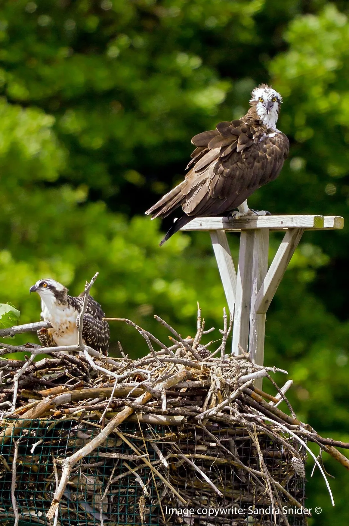 Ospreys perched on nest in natural setting.