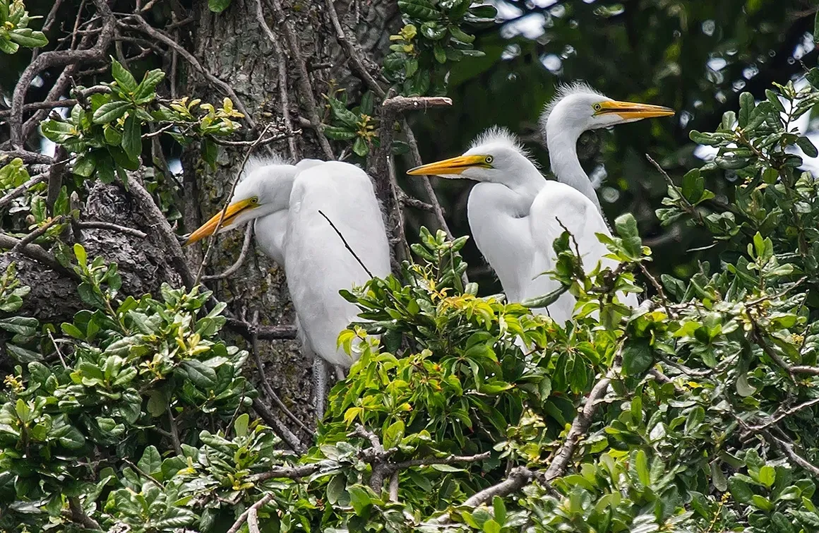 Three egrets perched in lush green foliage.