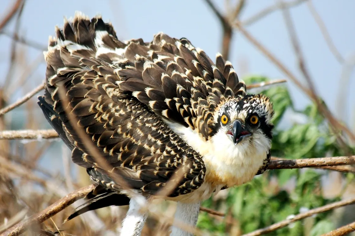 Bird perched on branch with intense gaze.