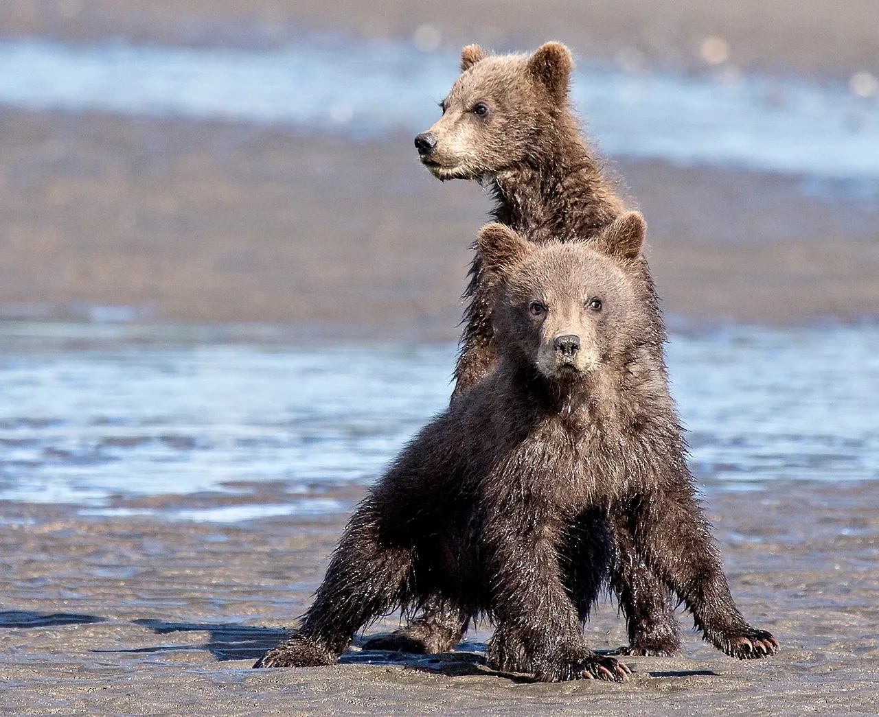 Two bear cubs standing on sandy ground.