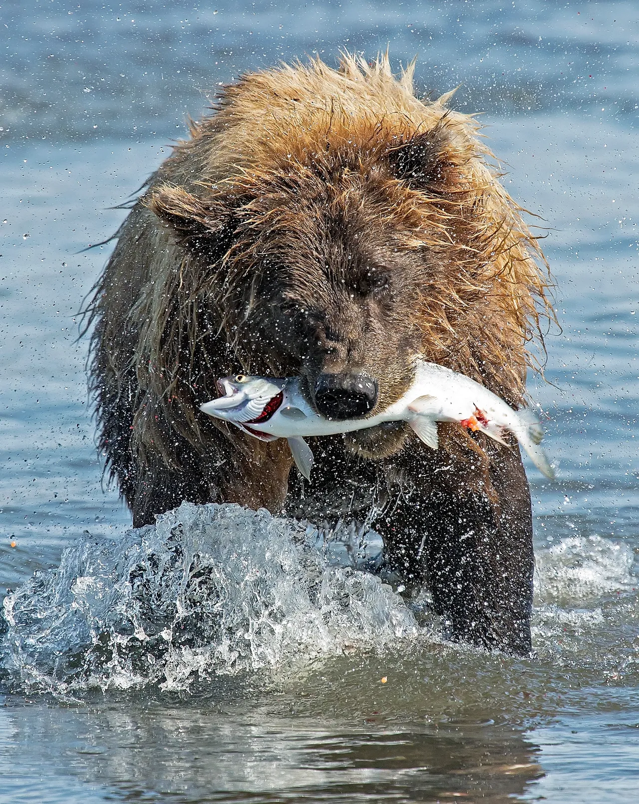 Bear catching fish in the water.