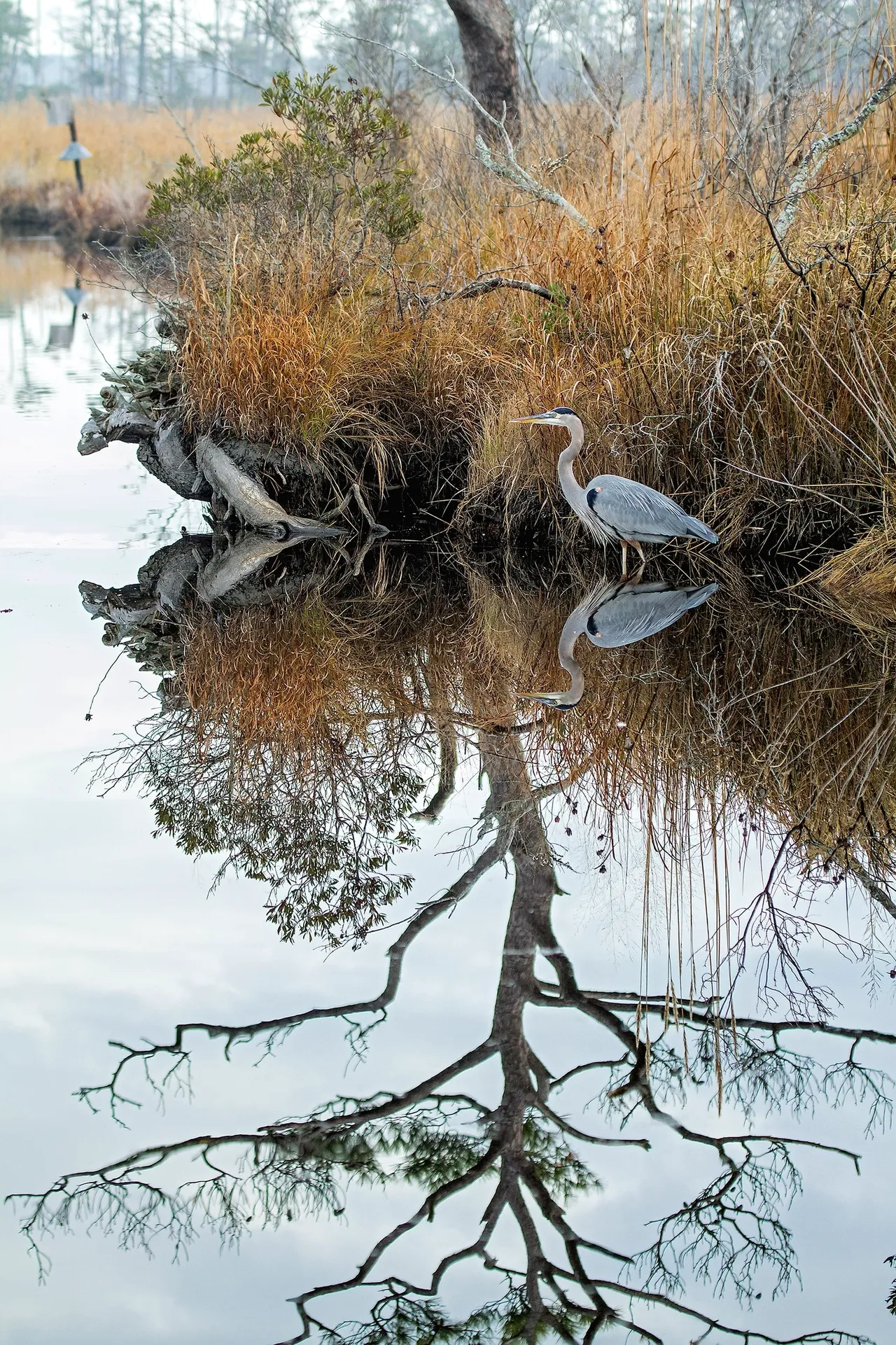 Heron standing by a reflective, calm pond.
