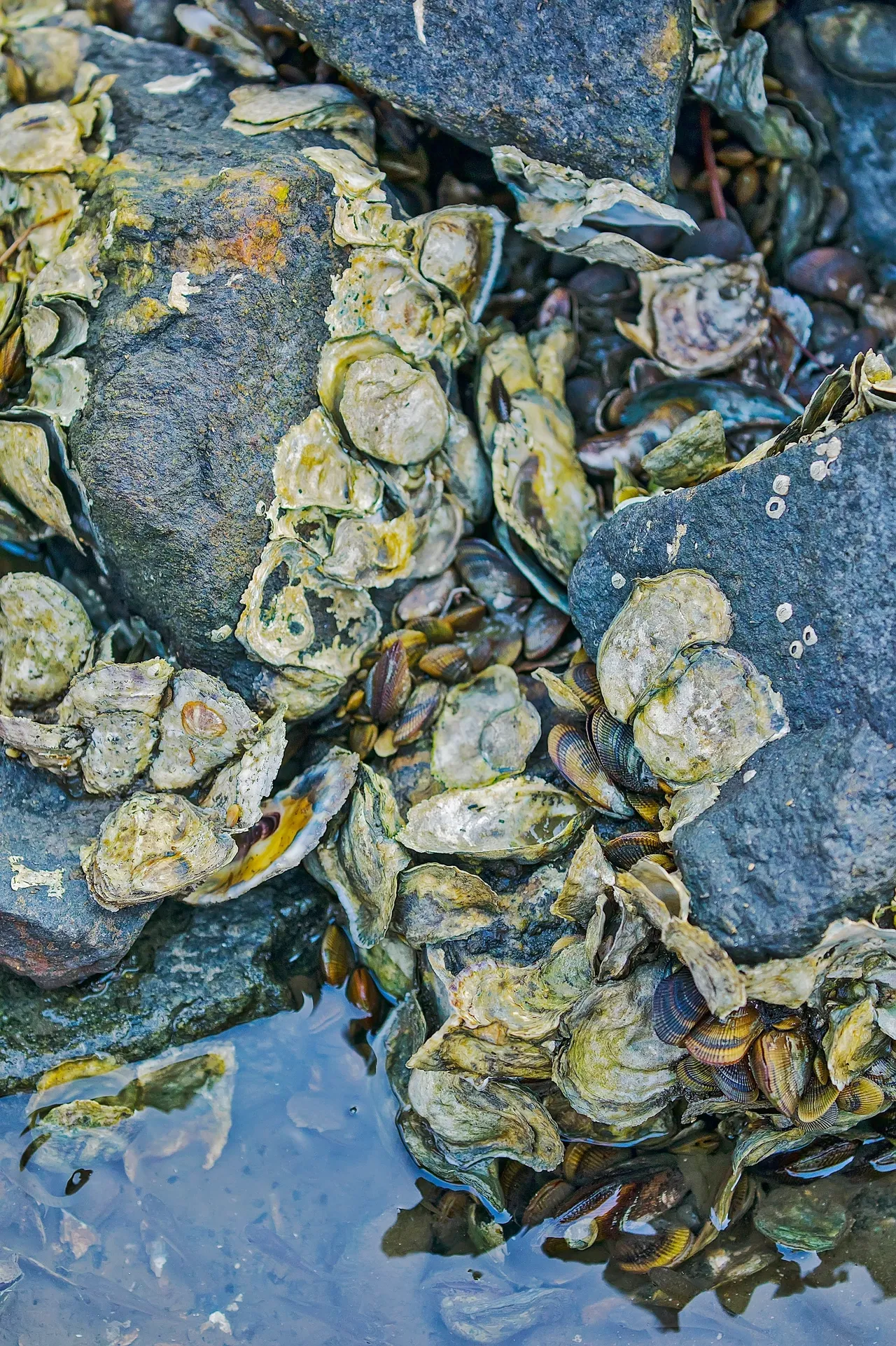 Oysters and rocks by the water.