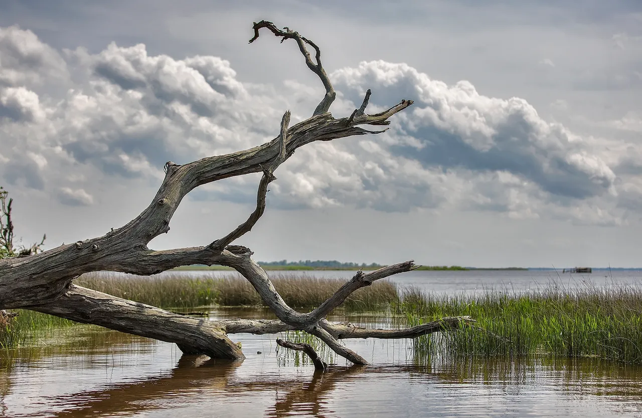 Fallen tree over water with cloudy sky.