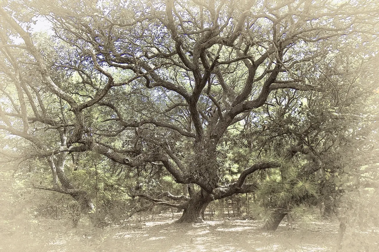 Ancient sprawling tree with twisting branches.