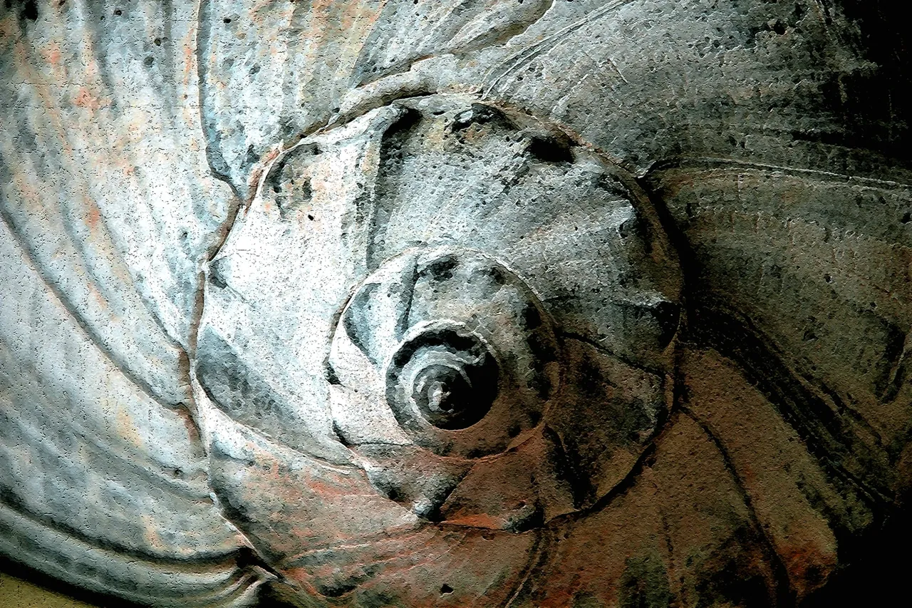 Close-up of a spiral seashell pattern.