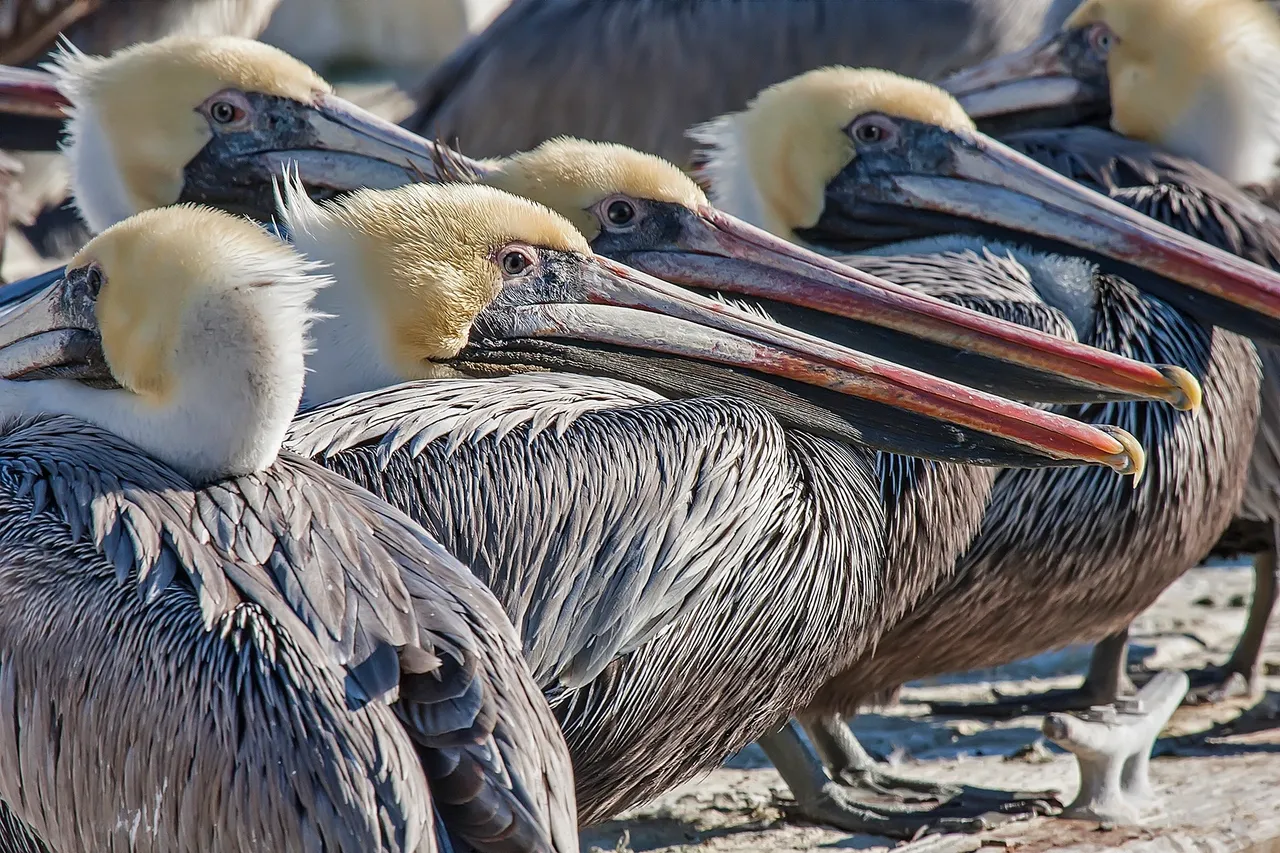Pelicans with yellow heads sitting closely together.