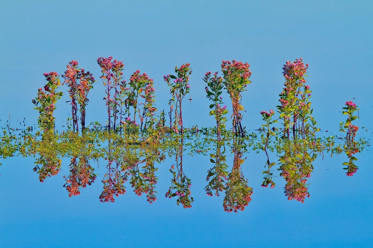 Colorful plants reflected in calm blue water.