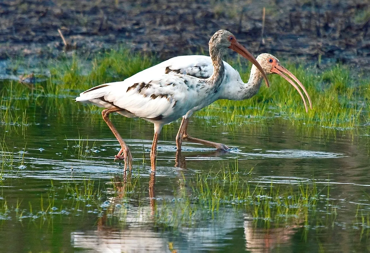 Two white ibis wading in shallow water.