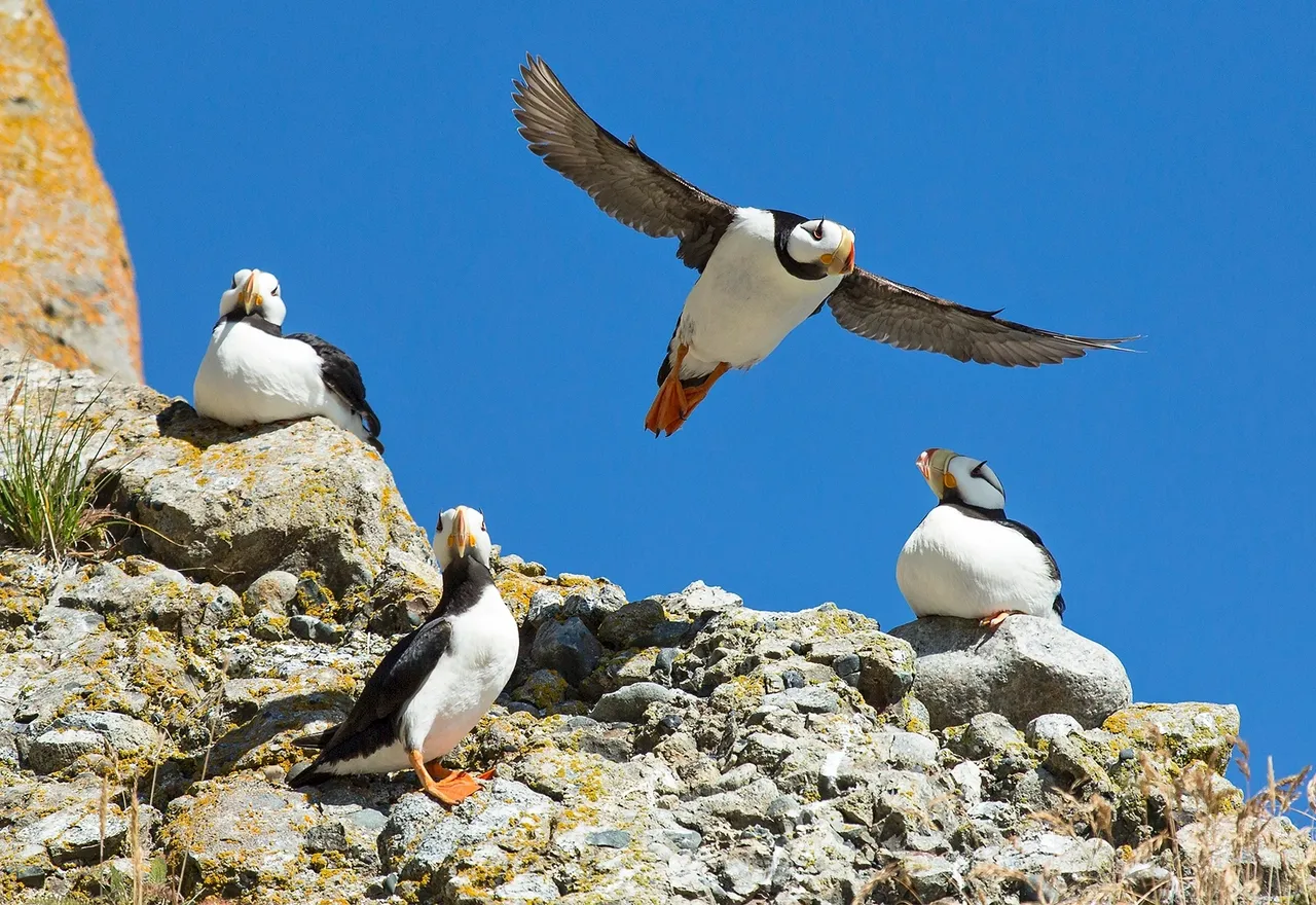 Puffins on rocks with one in flight.