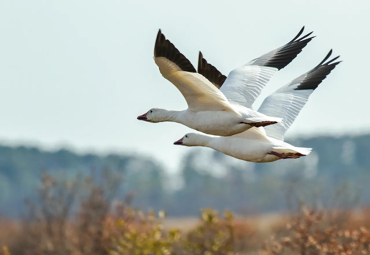 Two white birds flying in unison.