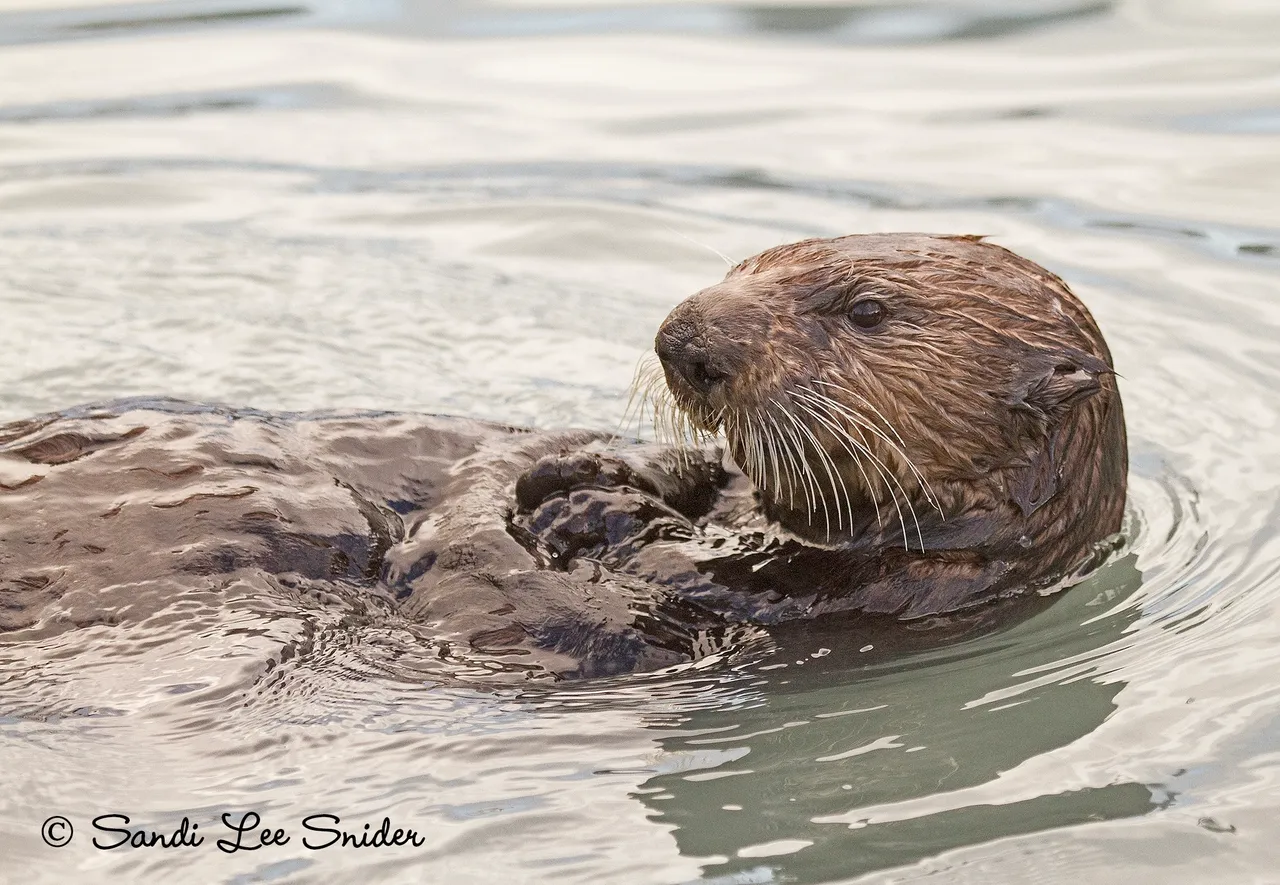 Otter floating in calm water.