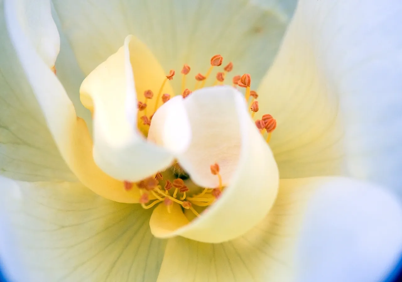 Close-up of a yellow flower's center.
