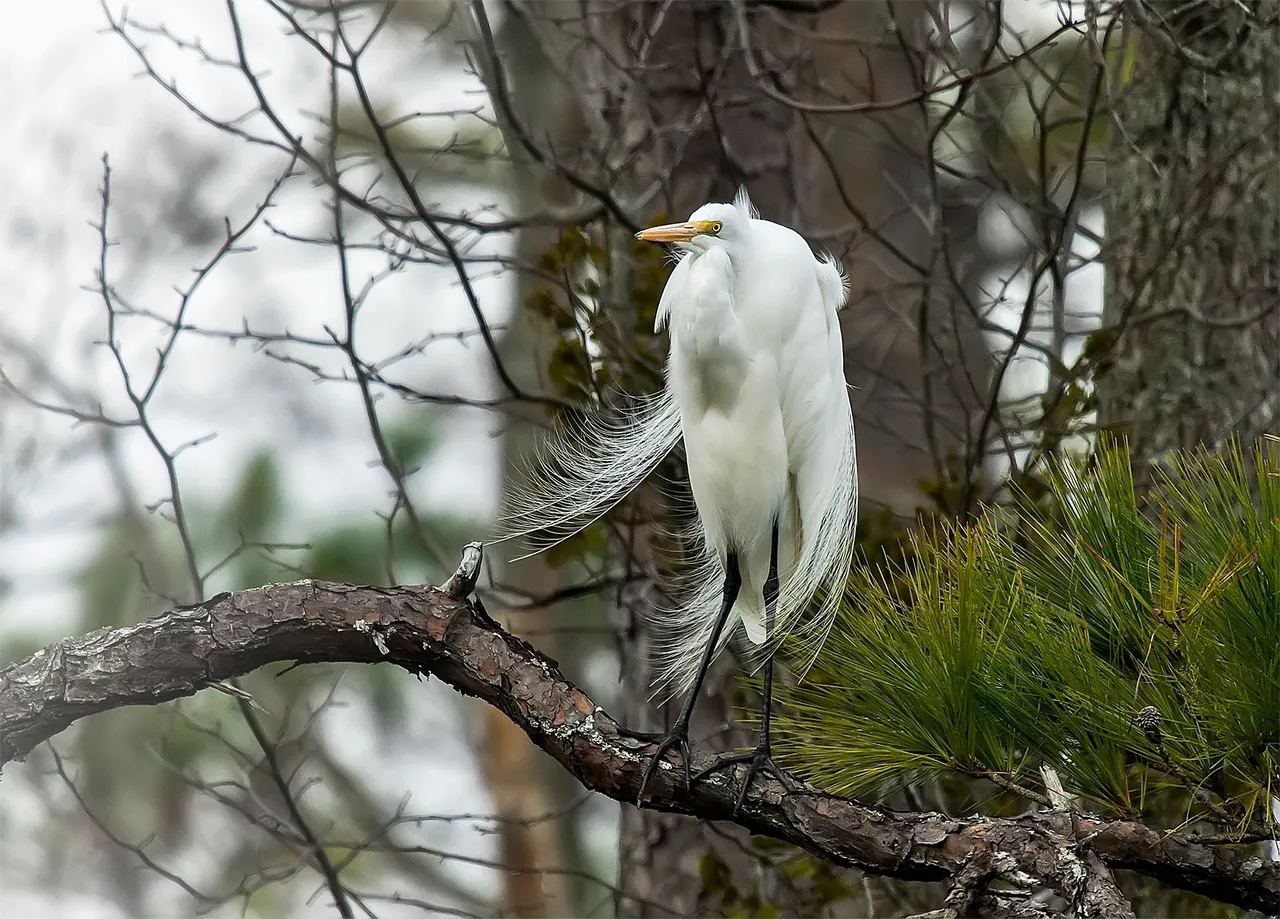 Egret perched on a branch, displaying feathers.