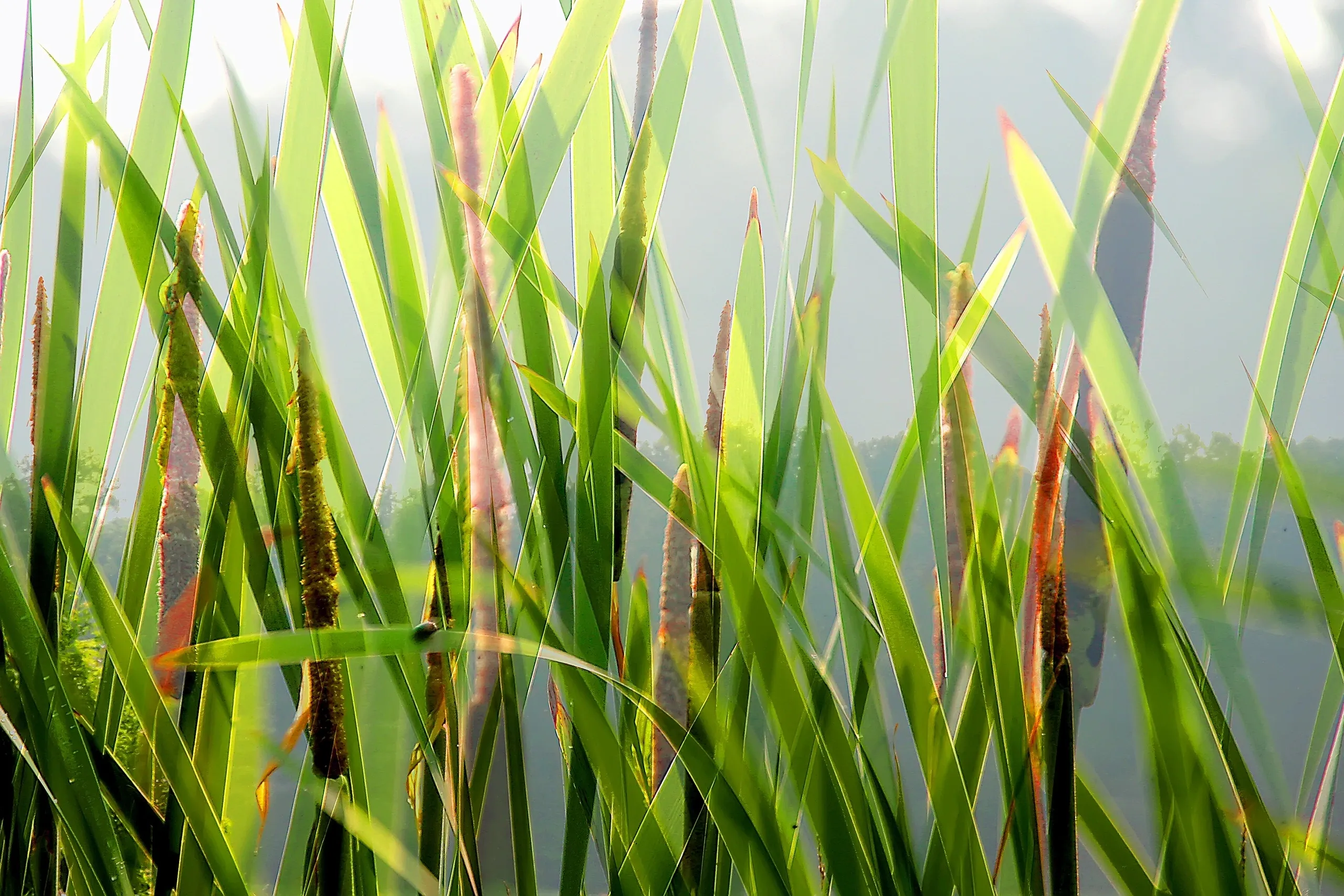 Tall green grass with sunlight reflections.