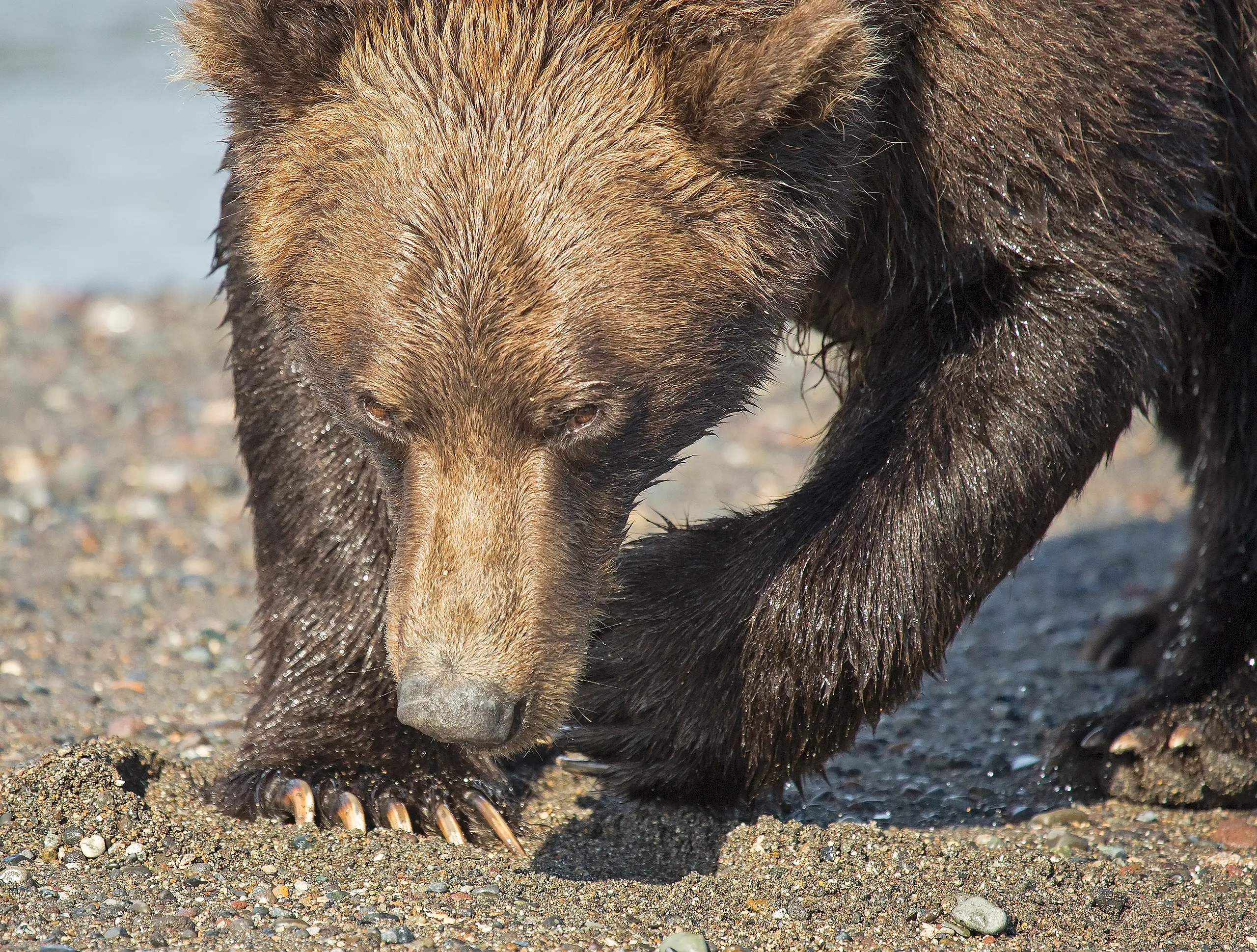 Bear digging in rocky beach sand.