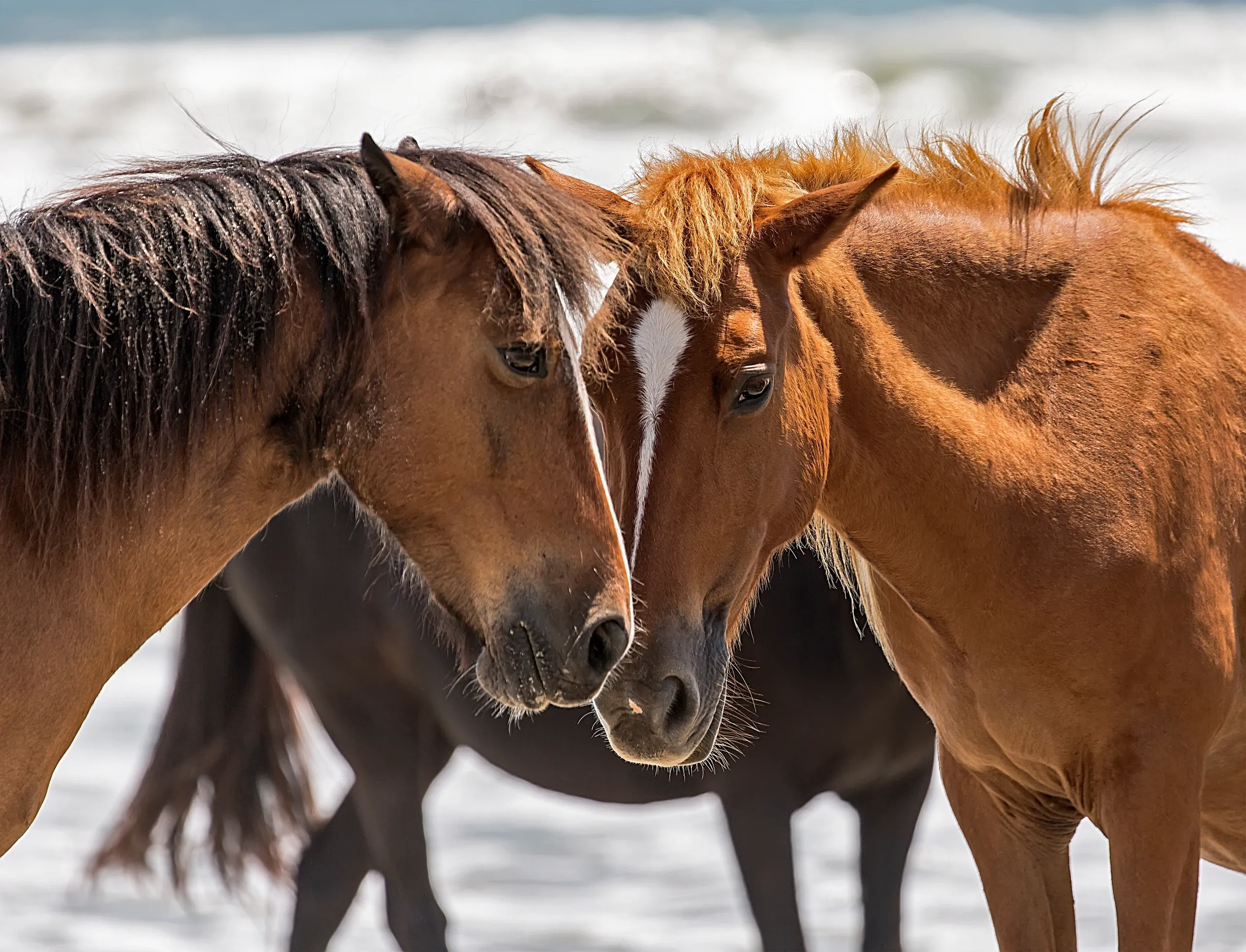 Two horses nuzzling on the beach.