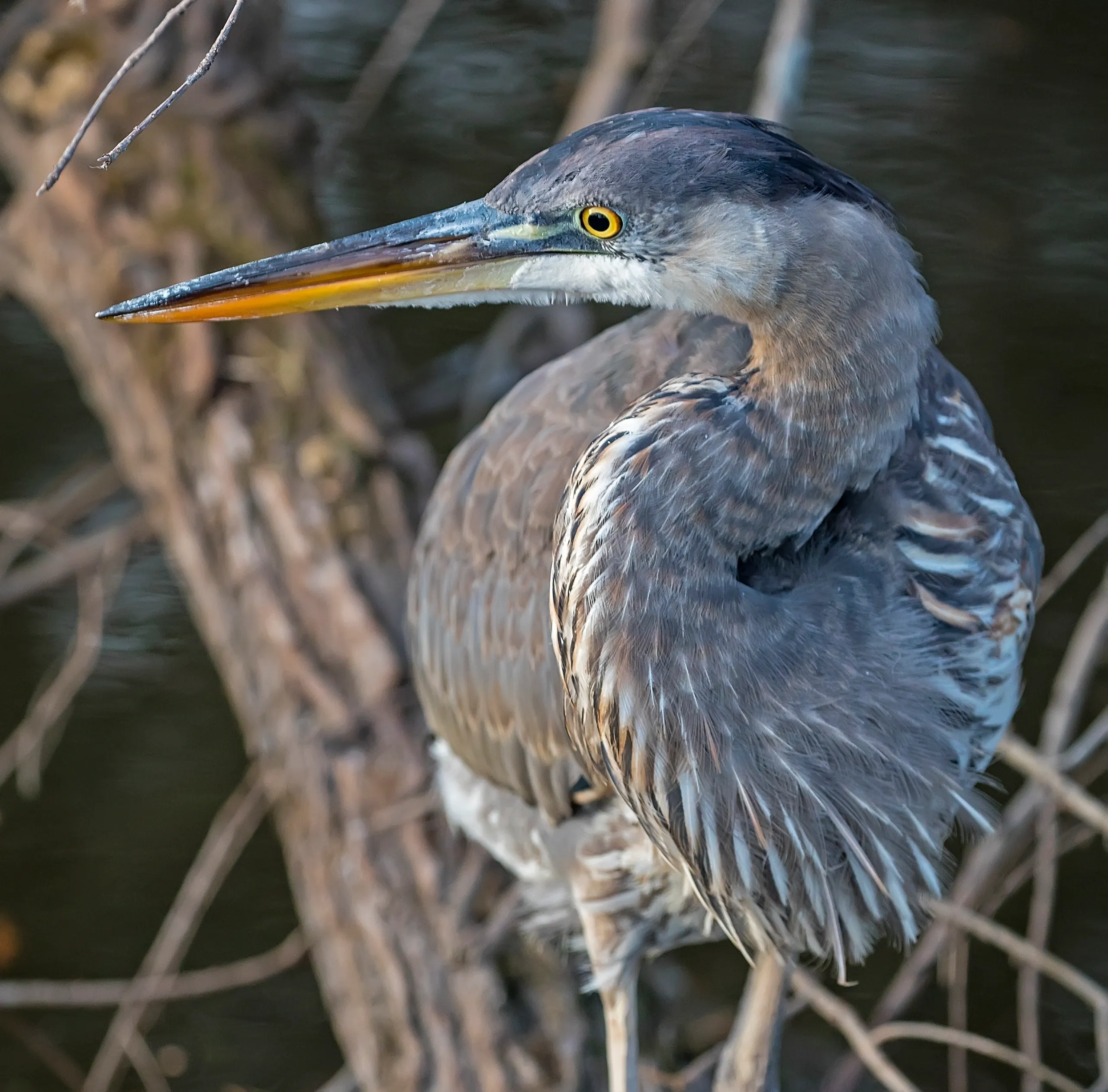 Close-up of a heron against blurred background.