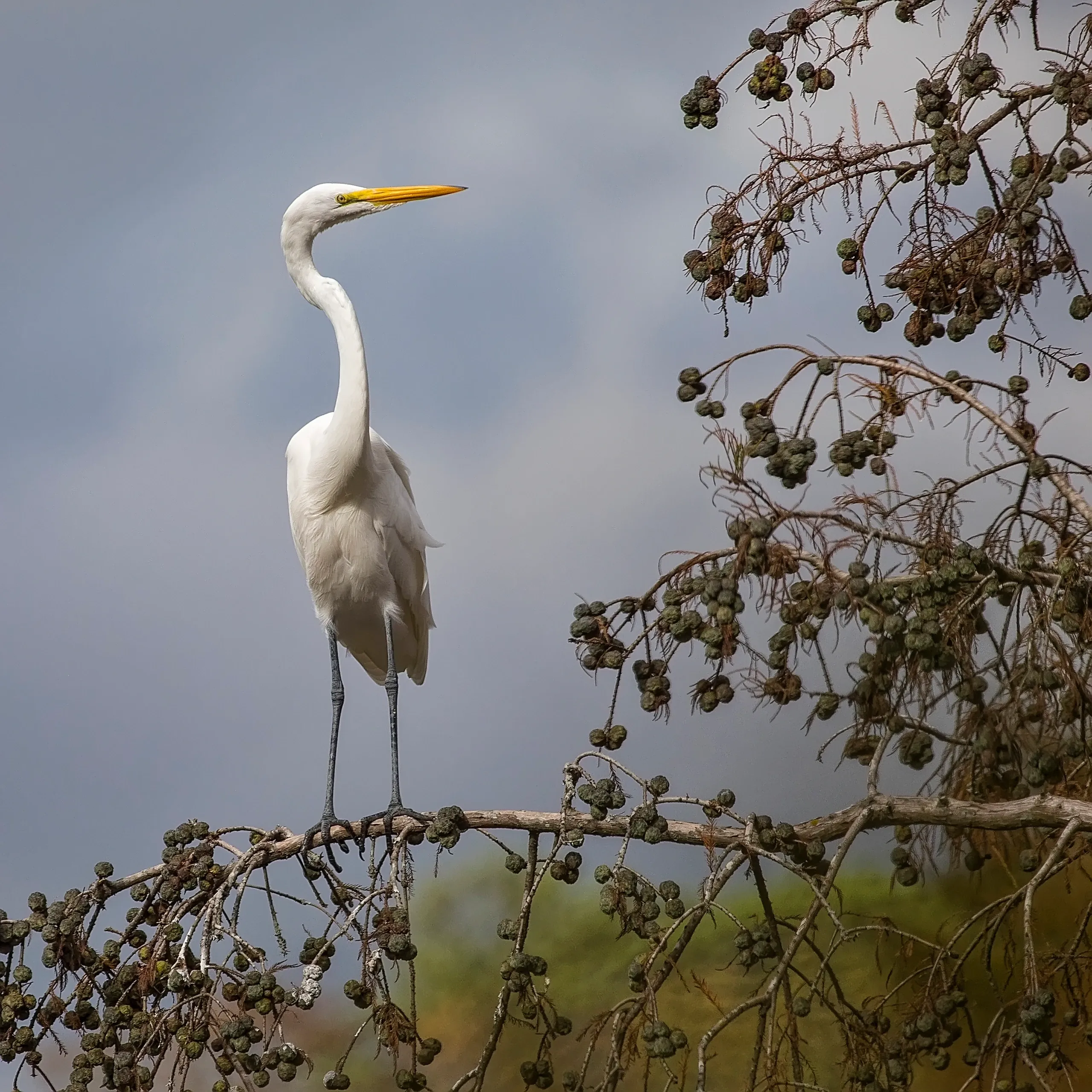 White egret perched on a tree branch.