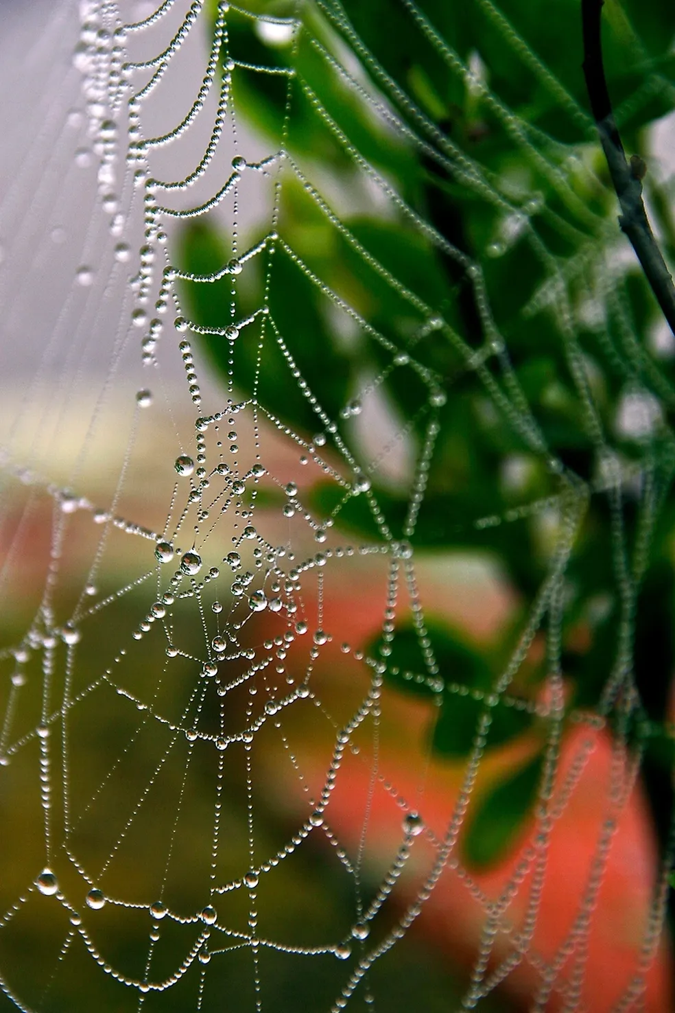 Dew-covered spider web against green leaves.