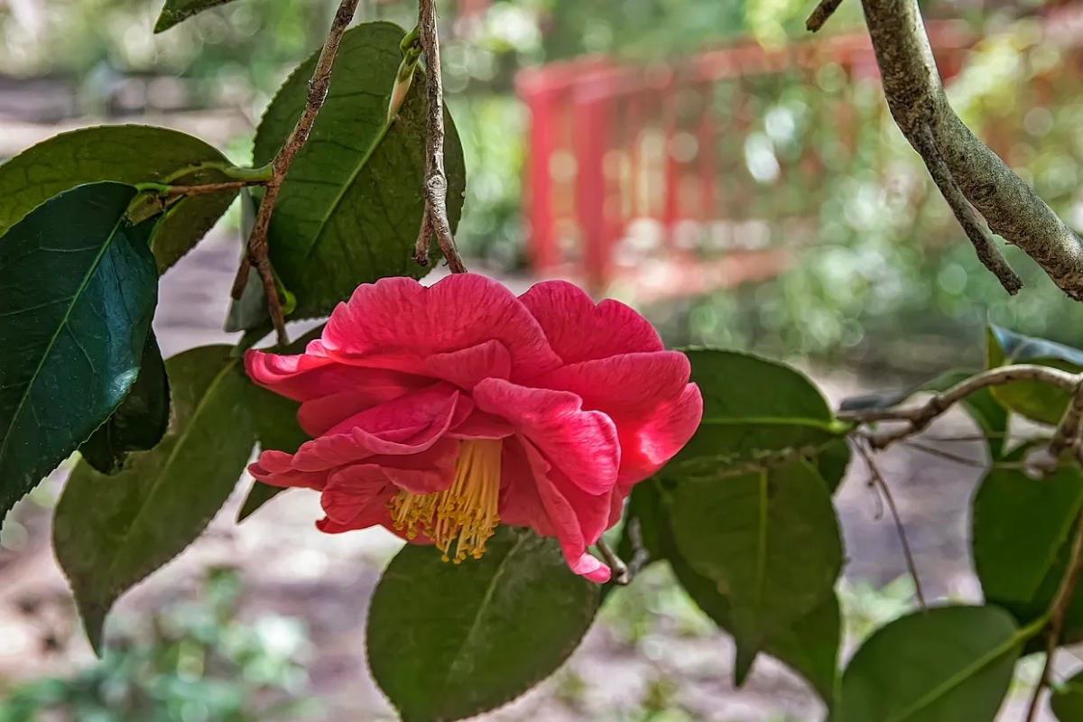 A vibrant pink camellia flower blooms amid green leaves.
