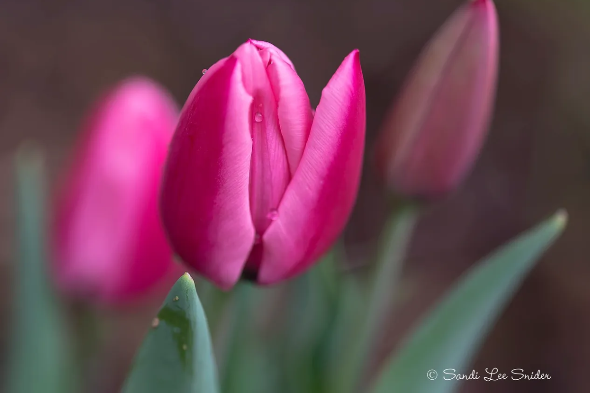 Close-up of a vibrant pink tulip bud.