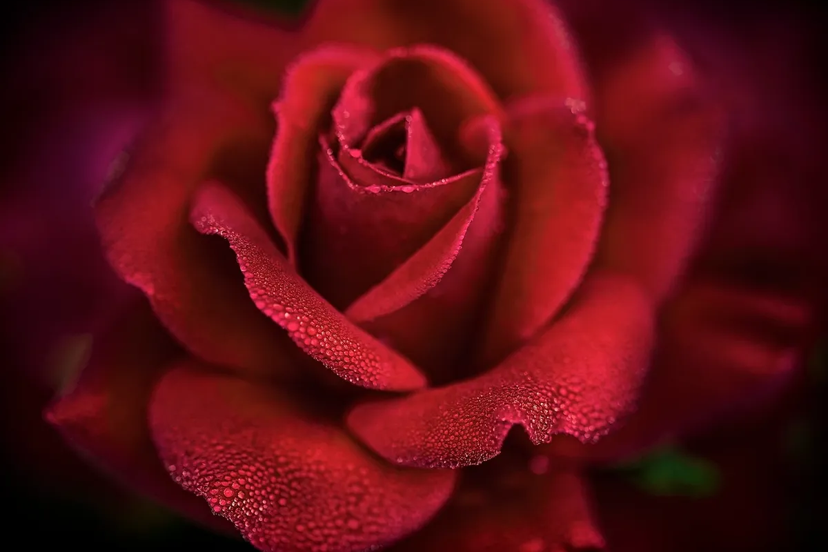 Close-up of a red rose with delicate petals.