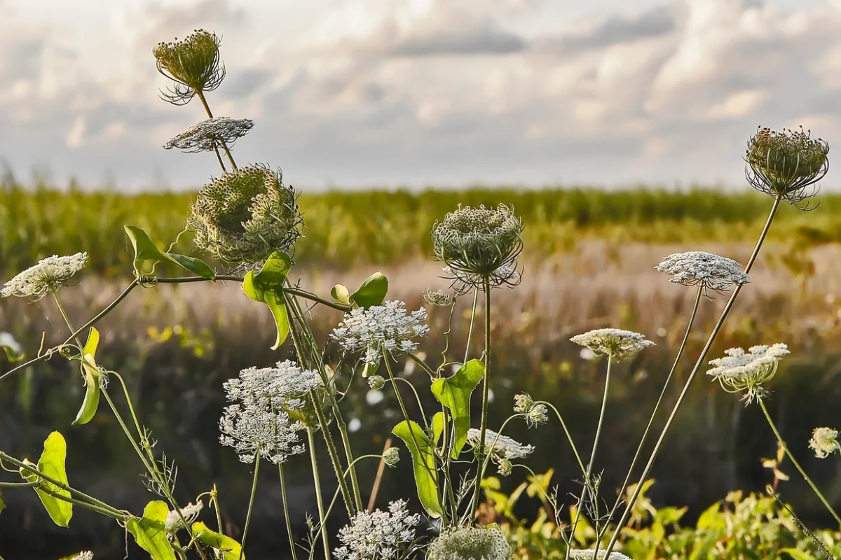 Wildflowers blooming near a tranquil field under a cloudy sky.