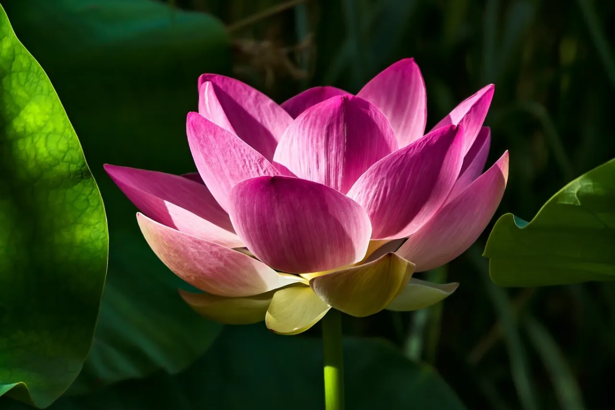 A vibrant pink lotus flower blooming in natural light.