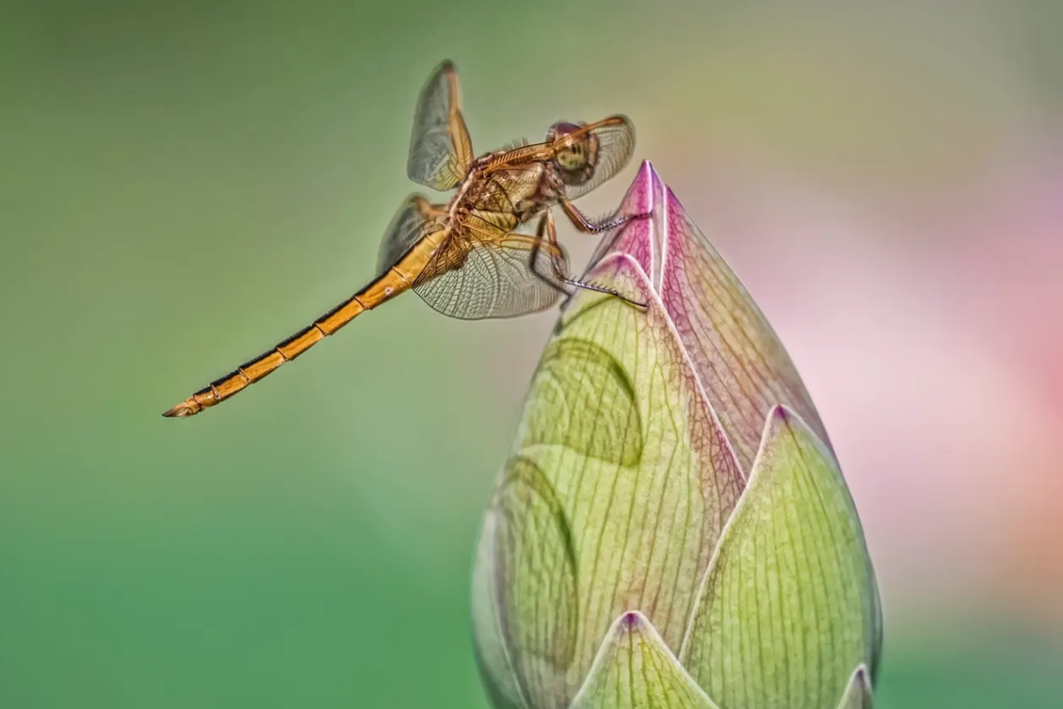 A dragonfly perched on a closed flower bud with a soft green background.