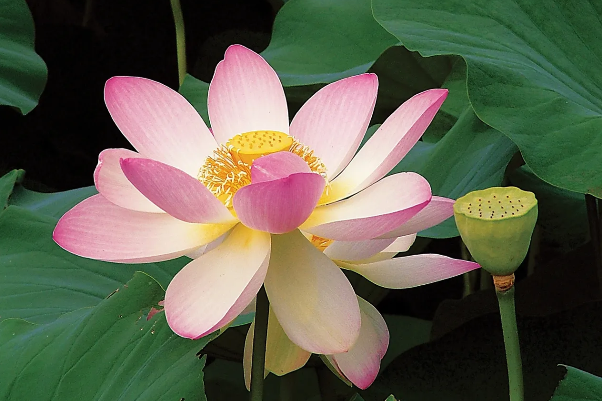 Beautiful pink lotus flower in bloom with green leaves.