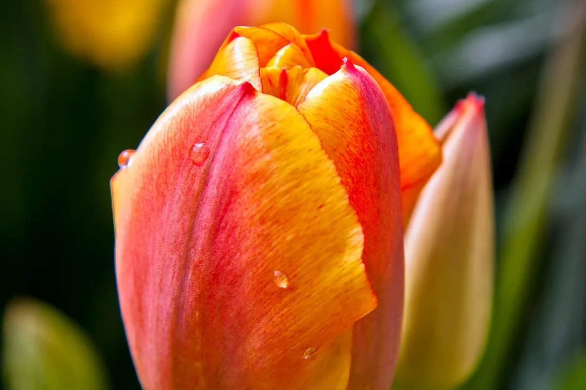 Close-up of an orange and yellow tulip with water droplets.