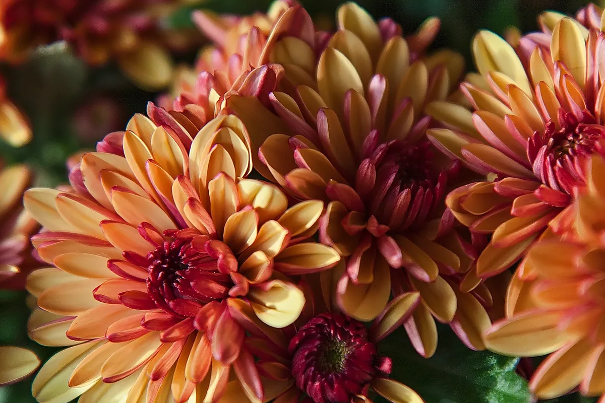Close-up of vibrant chrysanthemums in warm orange and red hues.
