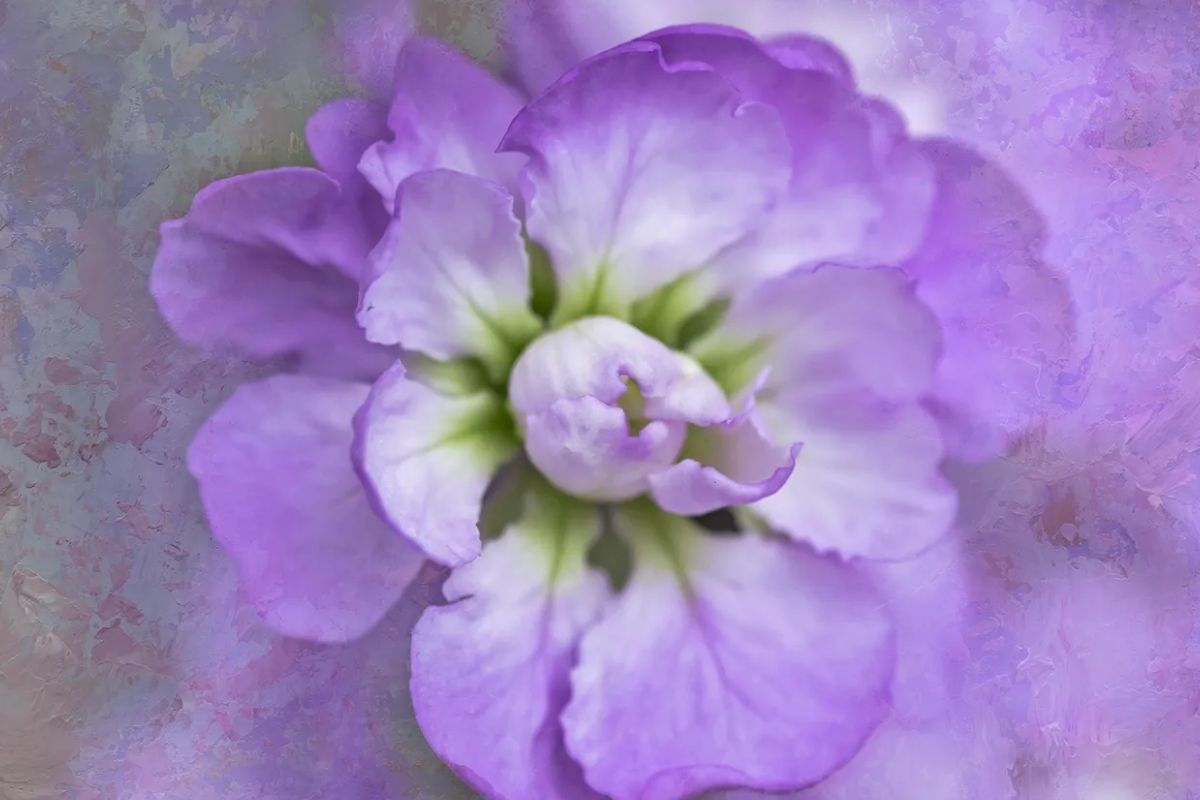 Close-up of a delicate purple flower with layered petals.