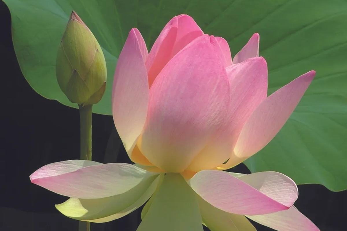 A pink lotus flower blooming with a bud in the background.