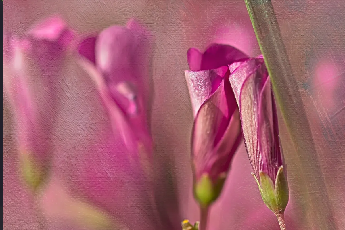 Close-up of delicate pink flowers with soft focus.