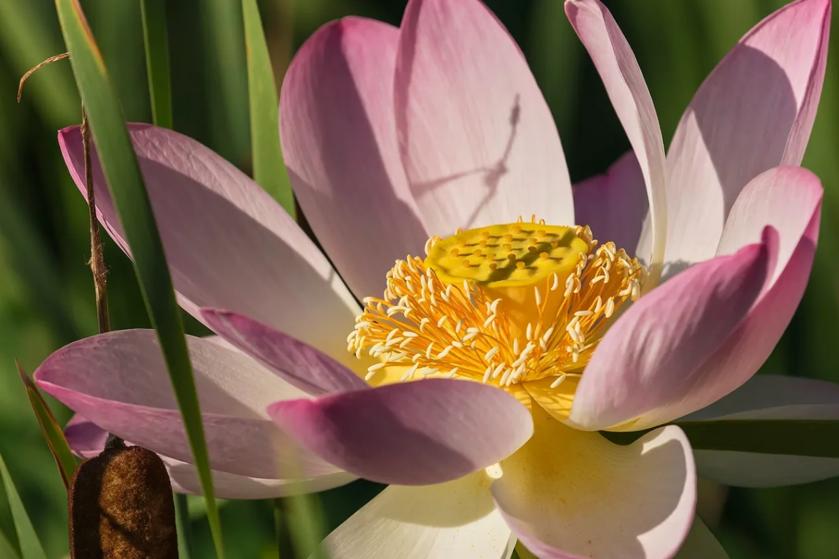 Close-up of a pink lotus flower with a vibrant yellow center.