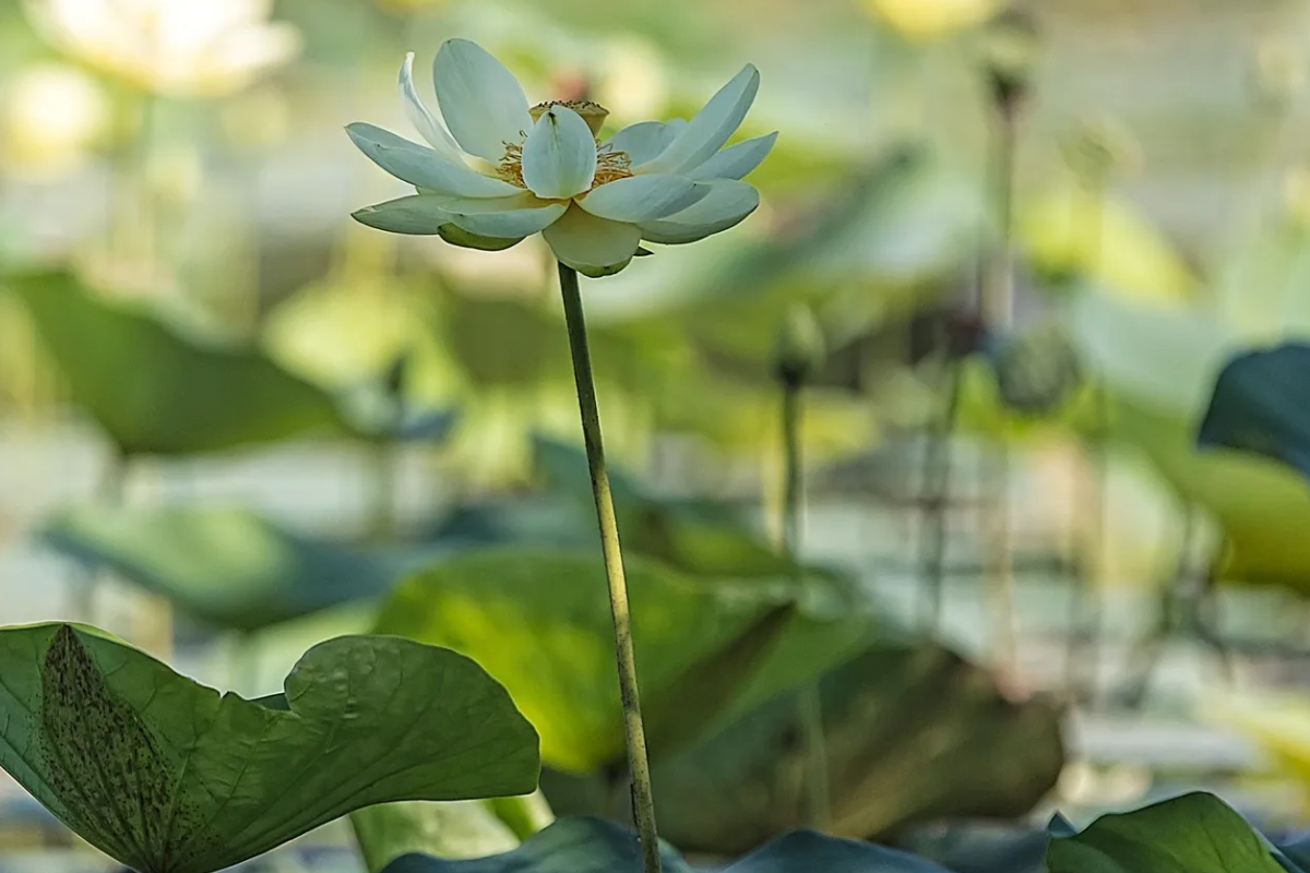 A white lotus flower blooming above green leaves in soft sunlight.
