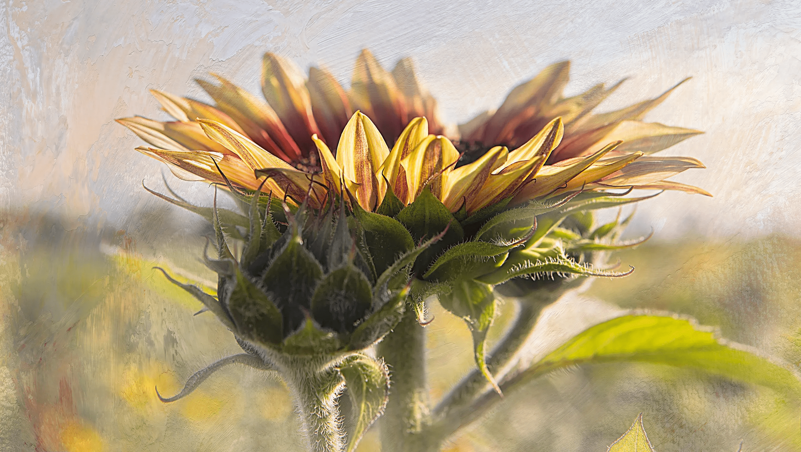 Close-up of a sunflower bud with yellow petals beginning to bloom.