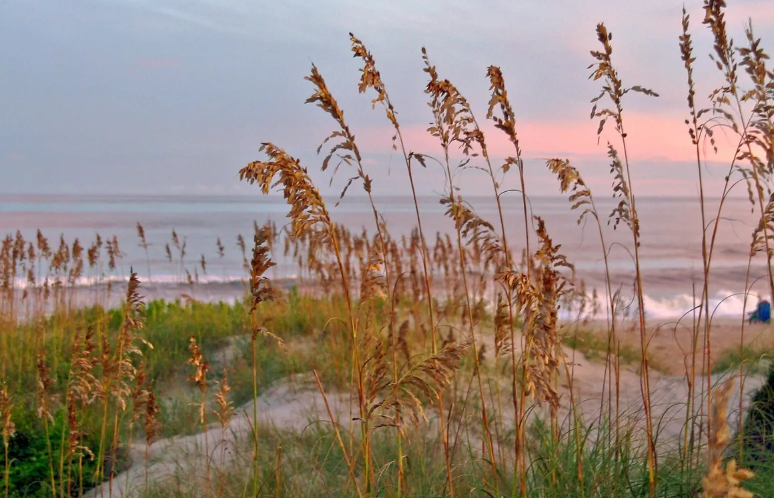 Tall grass swaying near a beach at sunset.