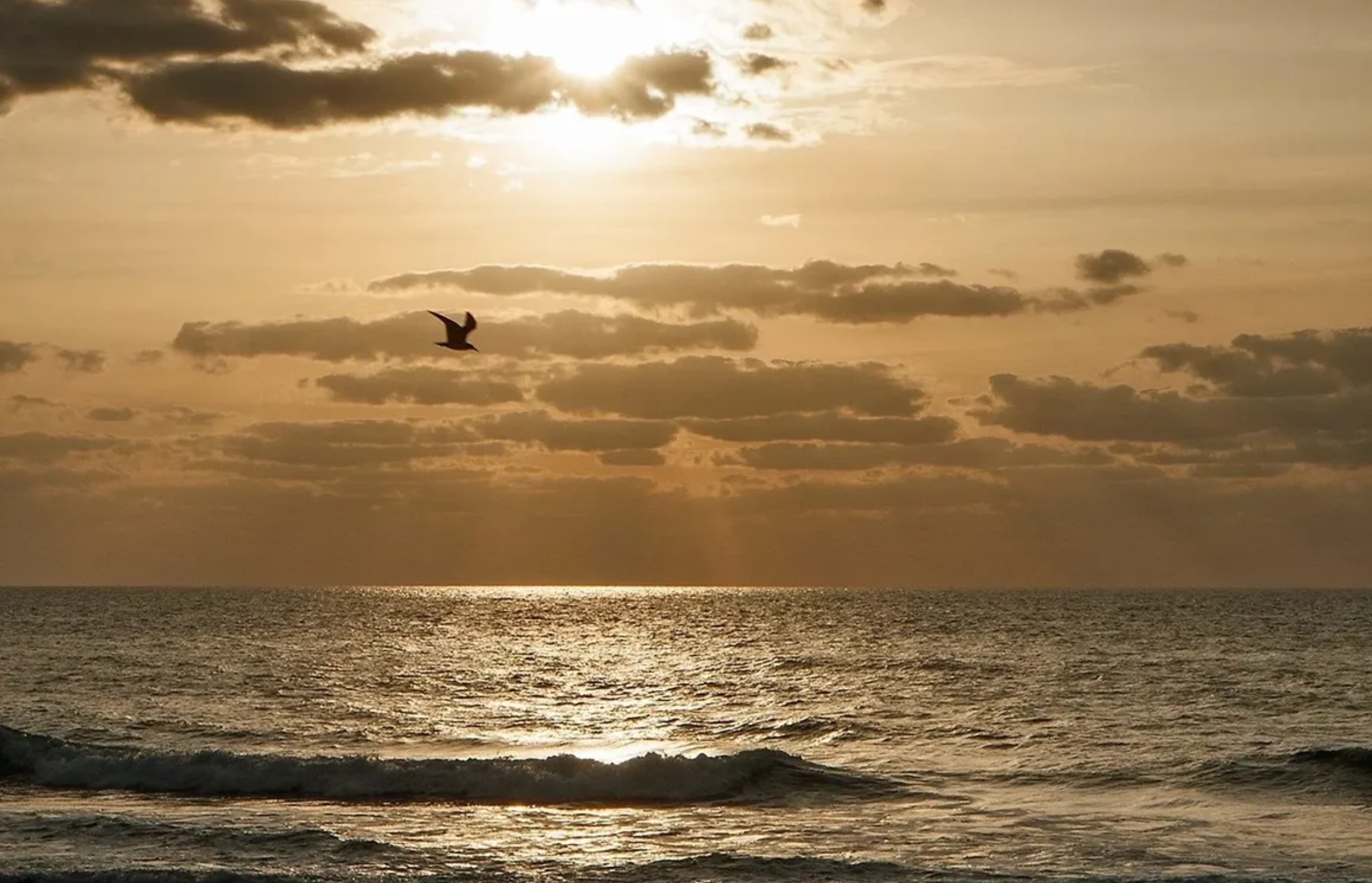 A bird flying over a calm ocean at sunset with clouds.