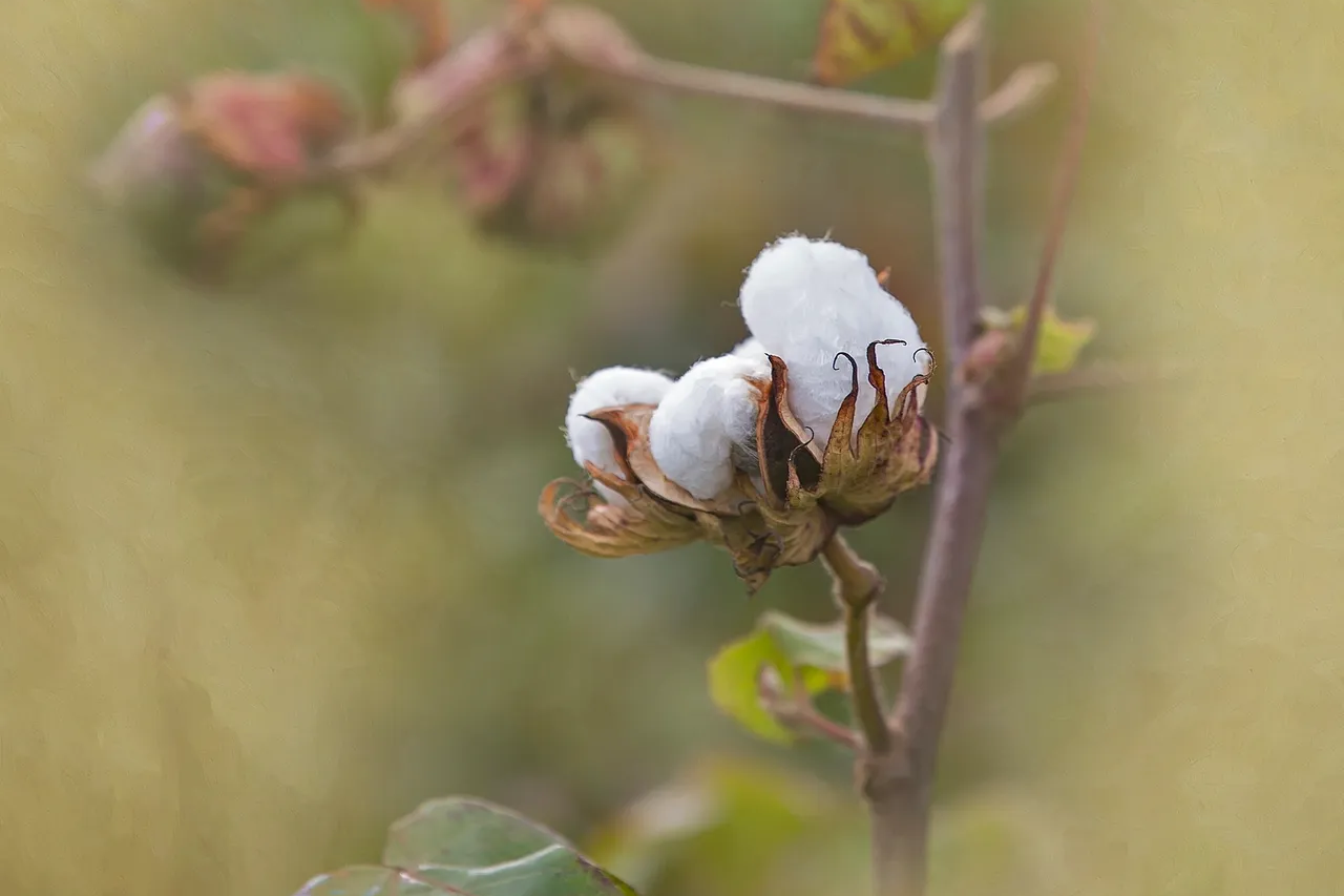 Close-up of a cotton boll on a branch with a blurred green background.