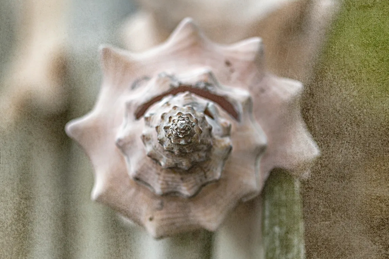 Close-up of a pale pink succulent plant with a spiral pattern.