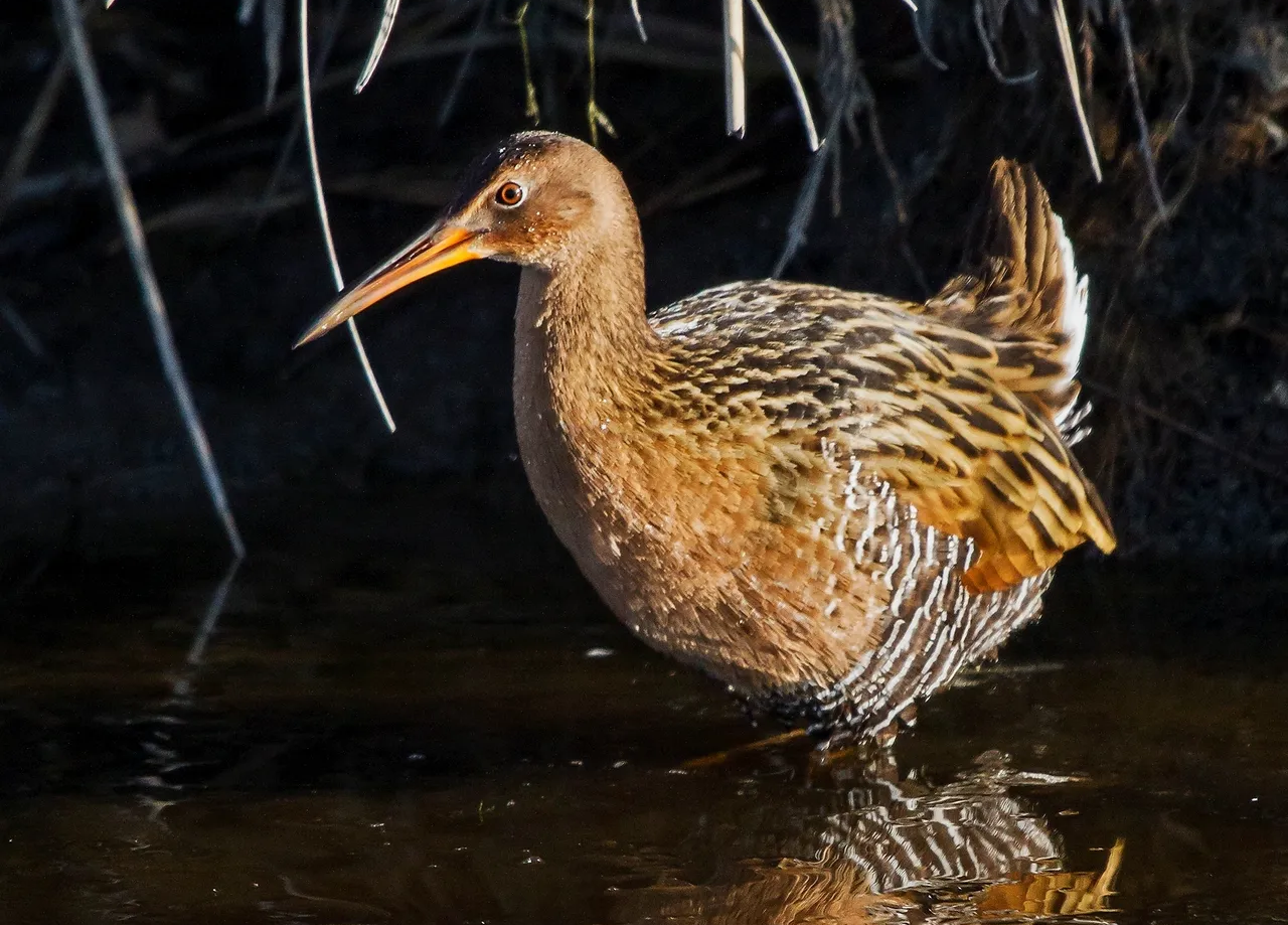 A brown bird wading in shallow water with a reflection visible.