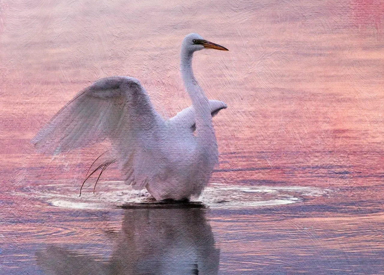 A white egret spreading its wings on calm water at sunset.