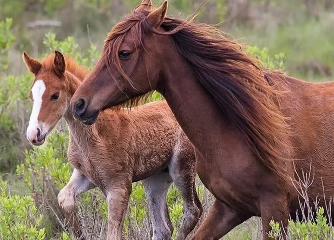 A brown horse and a foal running in a green field.