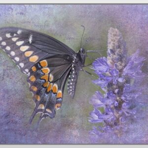 A colorful butterfly perched on a purple flower against a textured background.